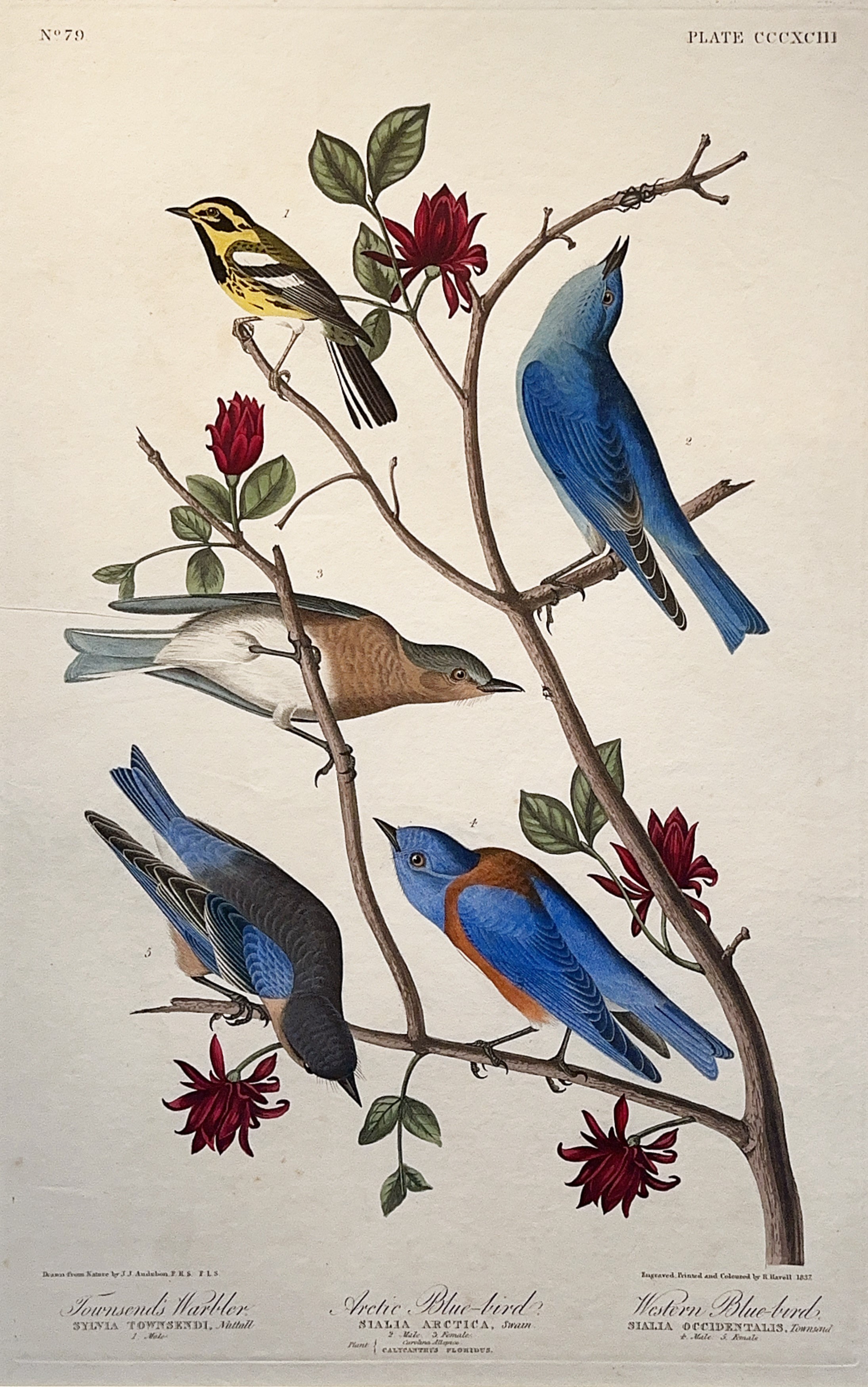 Townsend's Warbler, Arctic Blue-bird, Western Blue-bird print