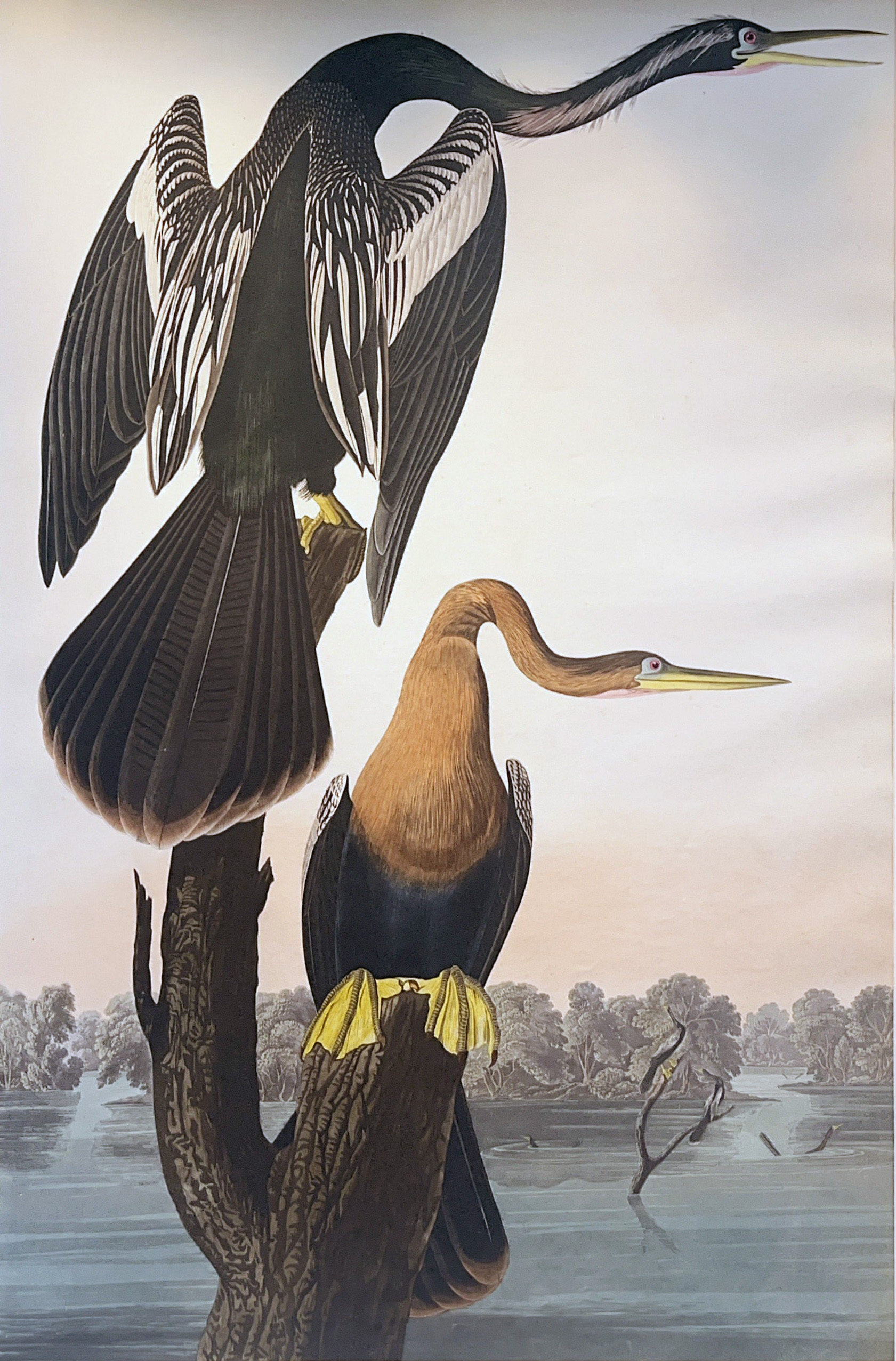 Anhinga