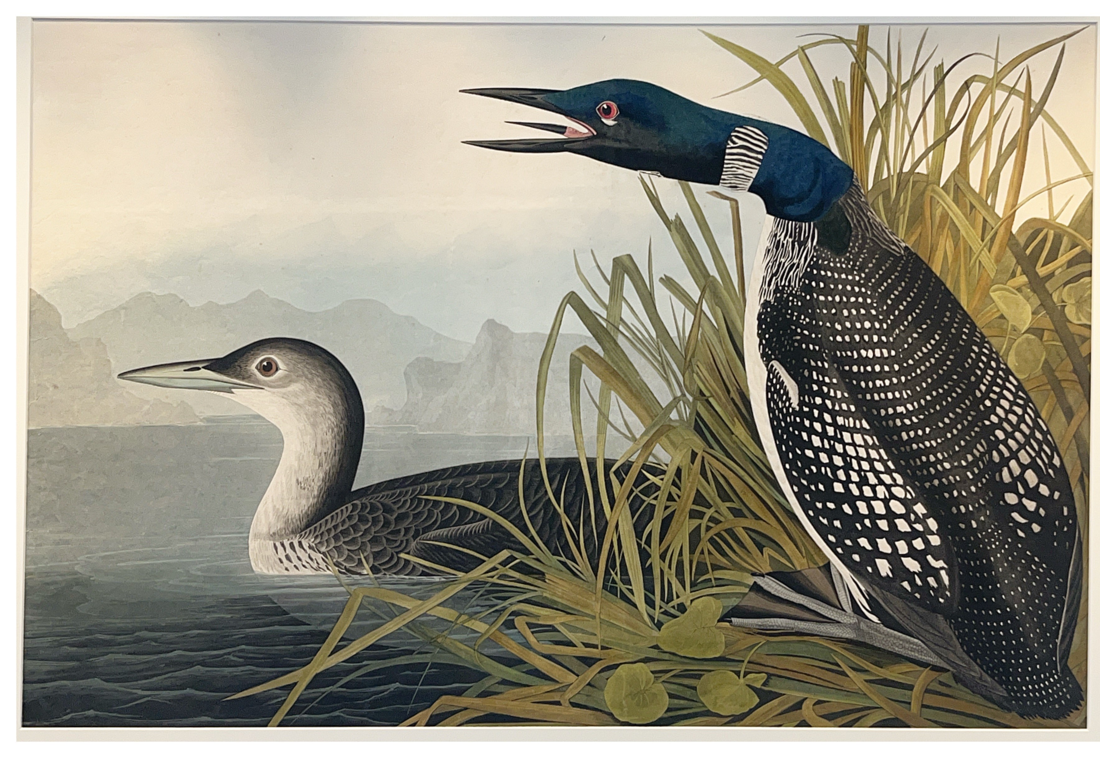 Common Loon