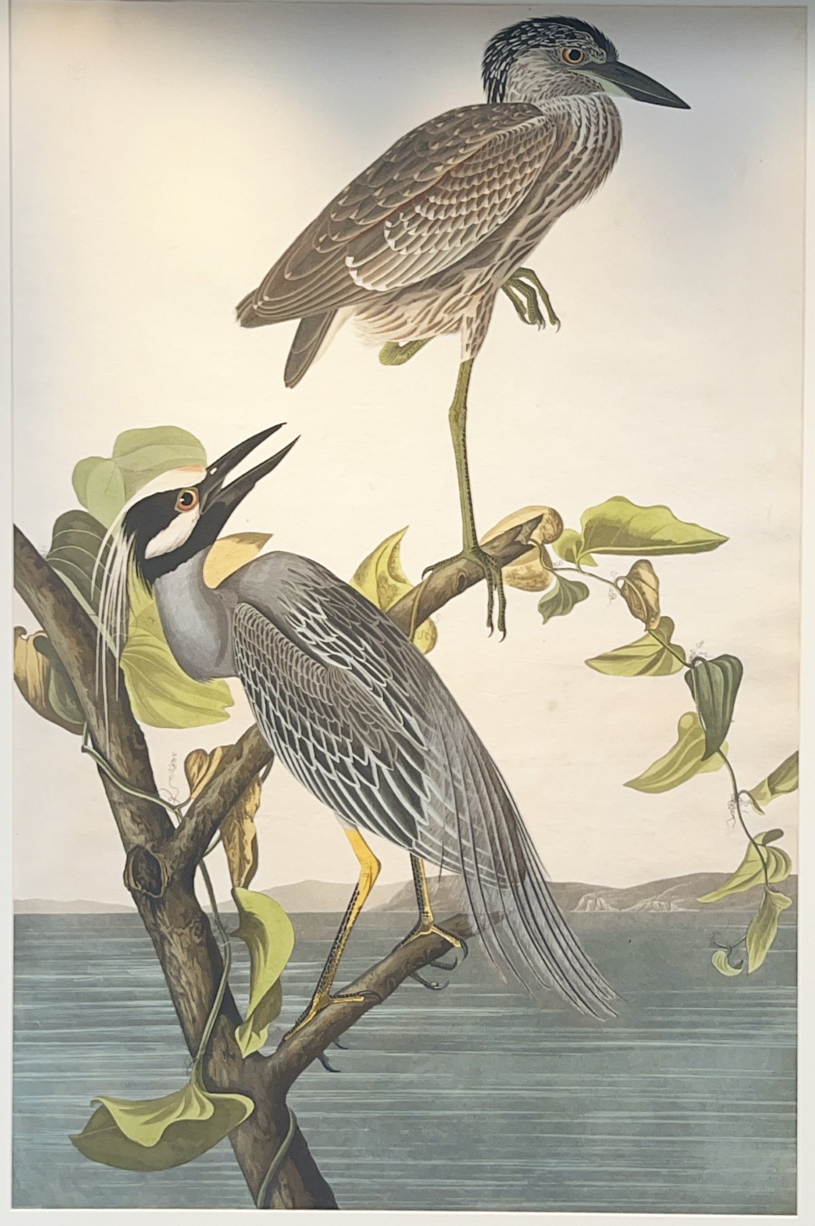 Yellow-Crowned Night Heron