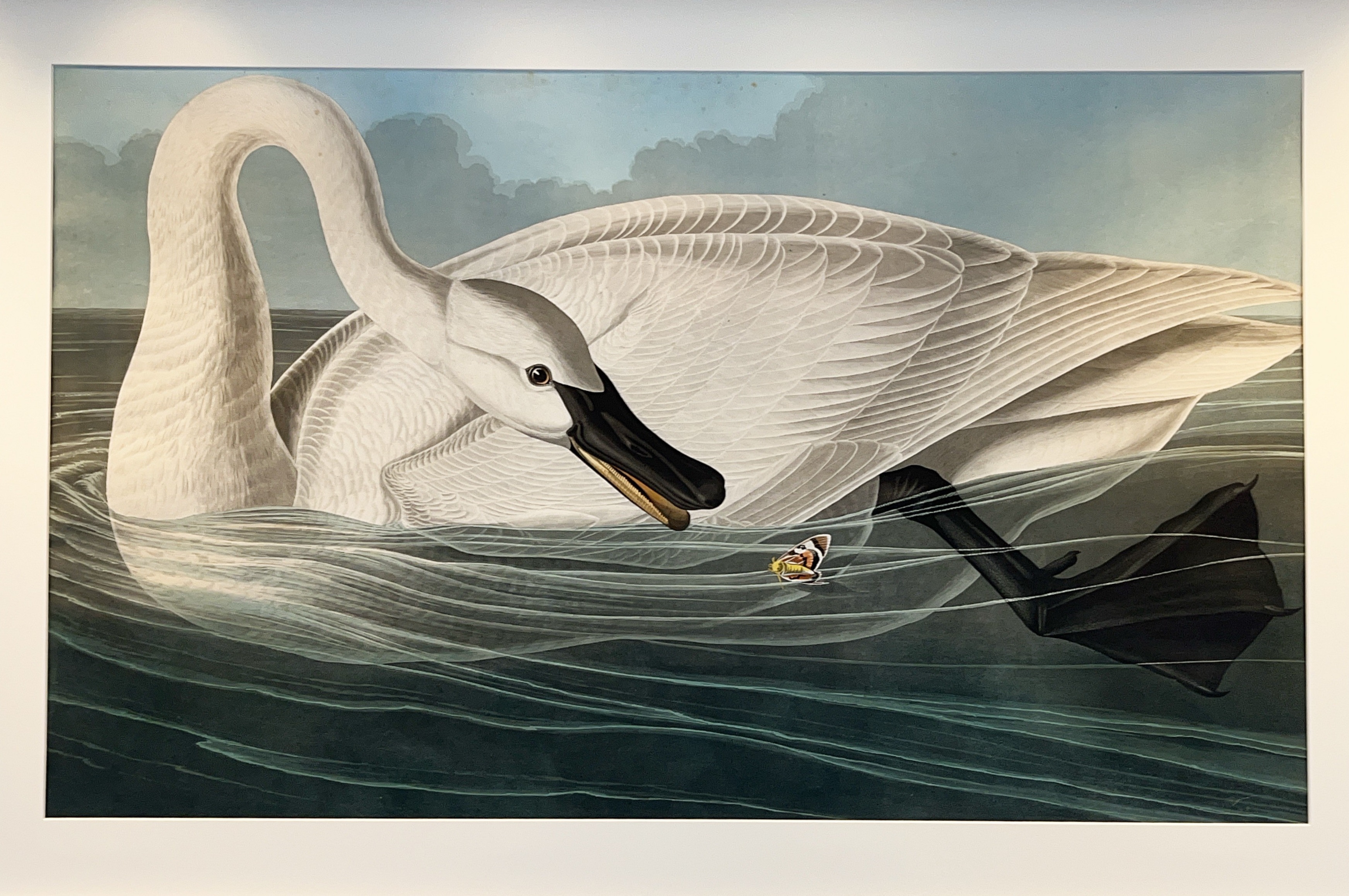 Trumpeter Swan