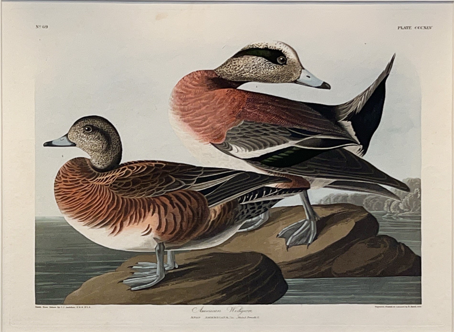 American Widgeon