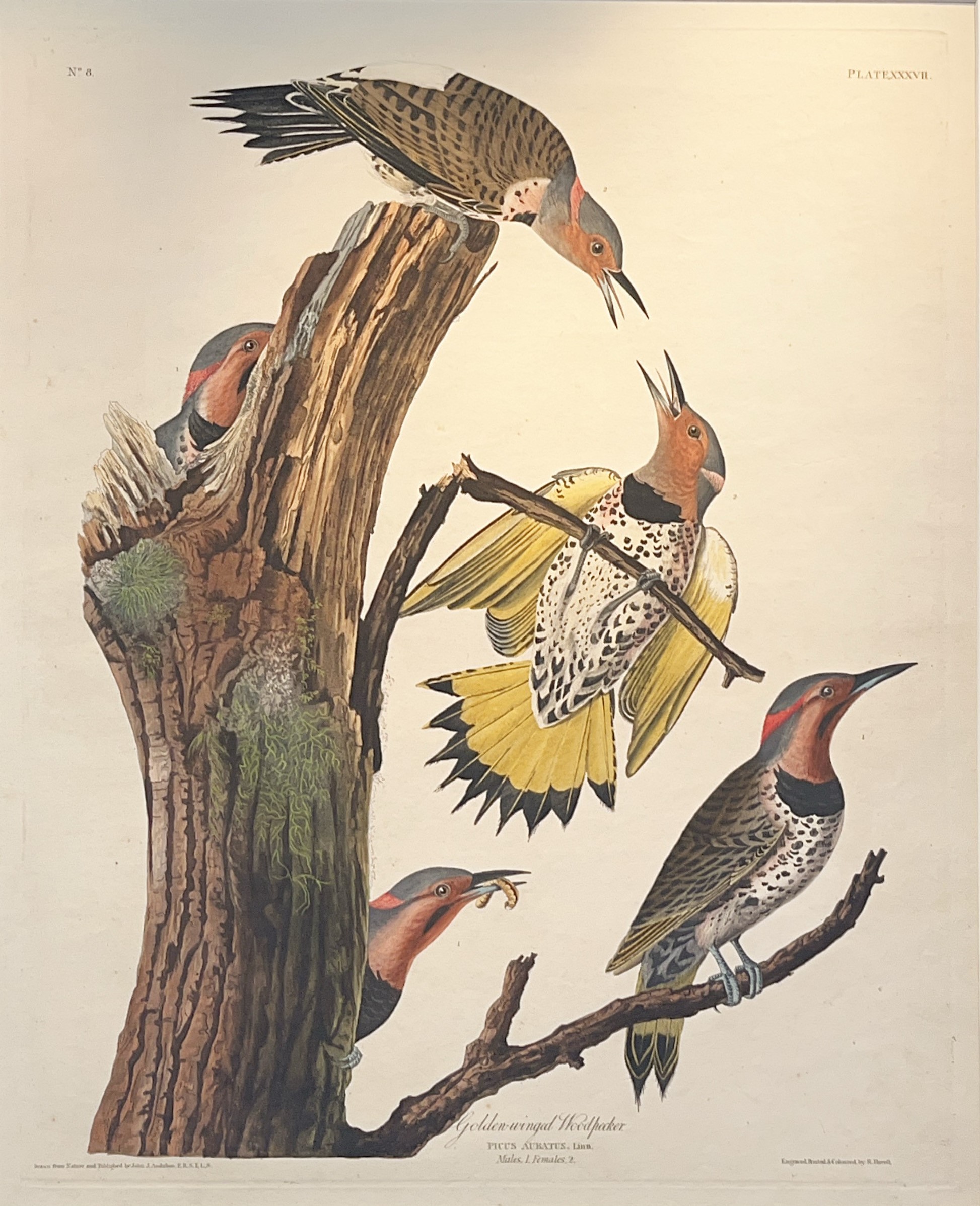 Golden-Winged Woodpecker