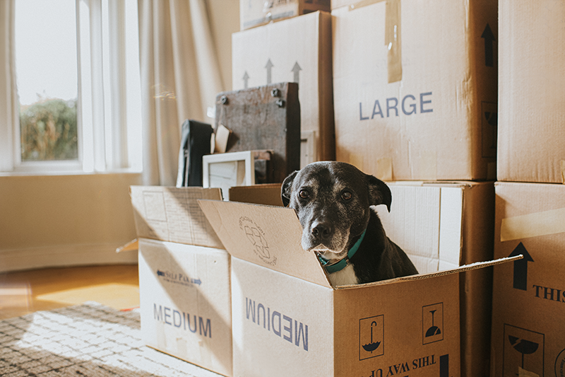 dog sitting in box with other boxes stacked around