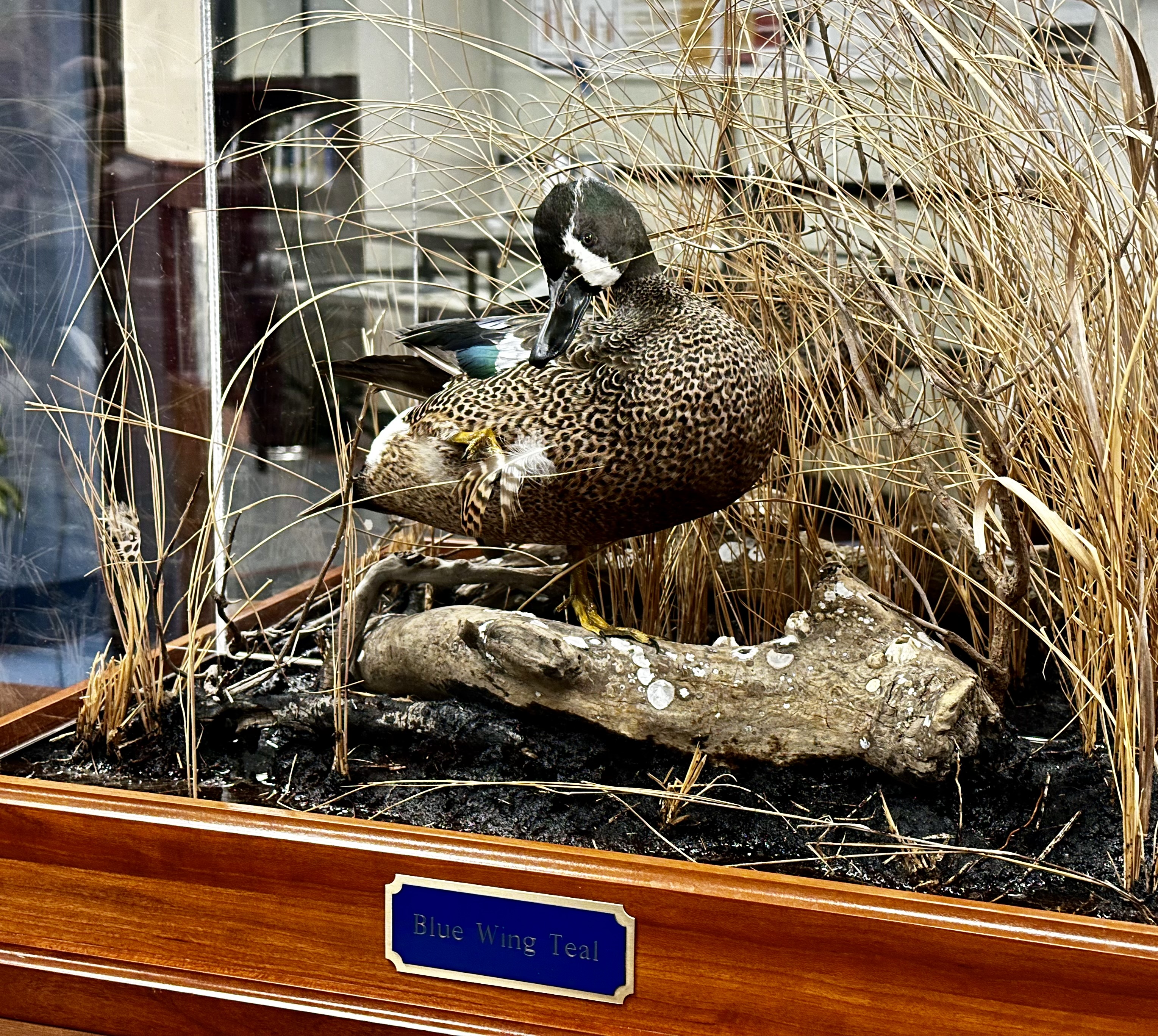 Blue-Winged Teal 2